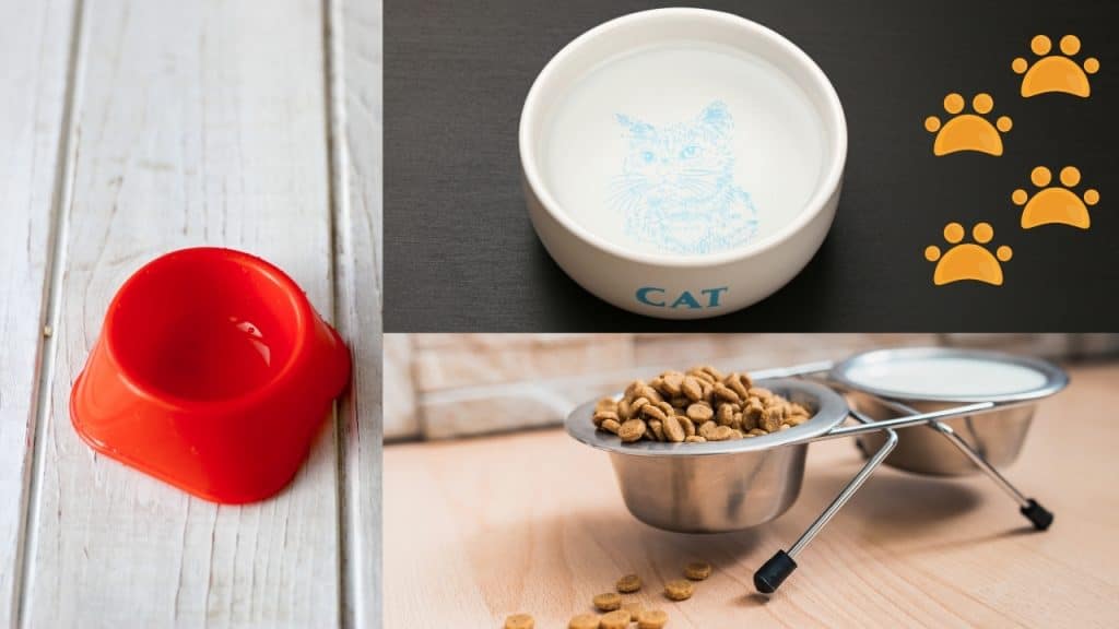 best cat food bowls