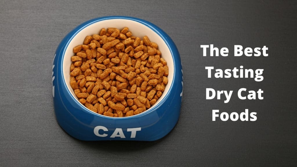 best tasting dry cat food