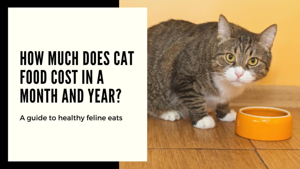 How Much Does Cat Food Cost in a Month and Year? Foody Paws