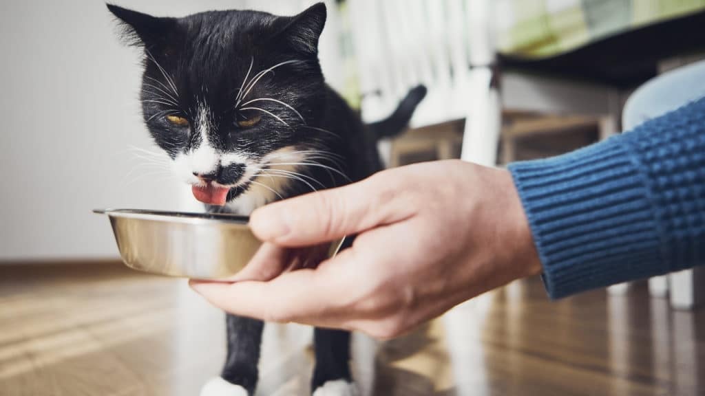 How Much Dry Food Should a Cat Eat Per Day? (Solved) Foody Paws