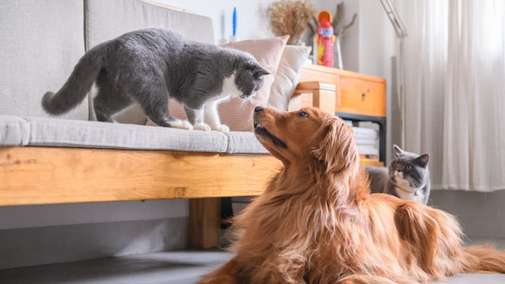 How to Keep Cat Food Away From Dog? The 7 Solutions - Foody Paws