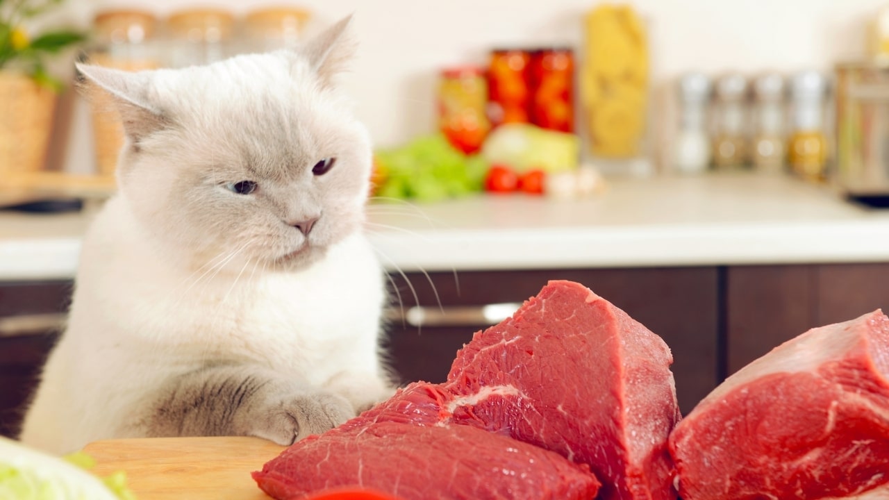 How to Make Wet Cat Food at Home? (3 Recipes) - Foody Paws