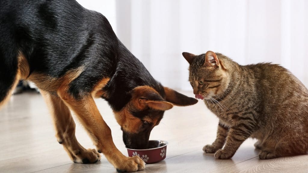 how to stop dog from eating cat food