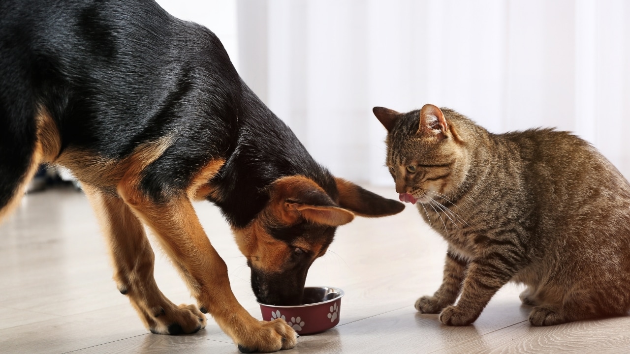 How To Stop Dog From Eating Cat Food 10 Ways Solutions Foody Paws