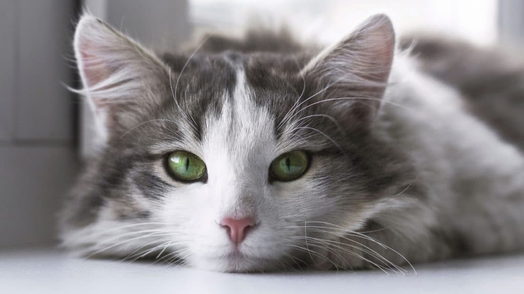 what Ingredient in Cat Food Causes Urinary Problems