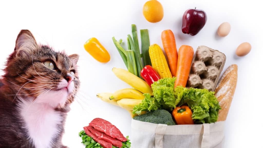 what to feed cat when out of food
