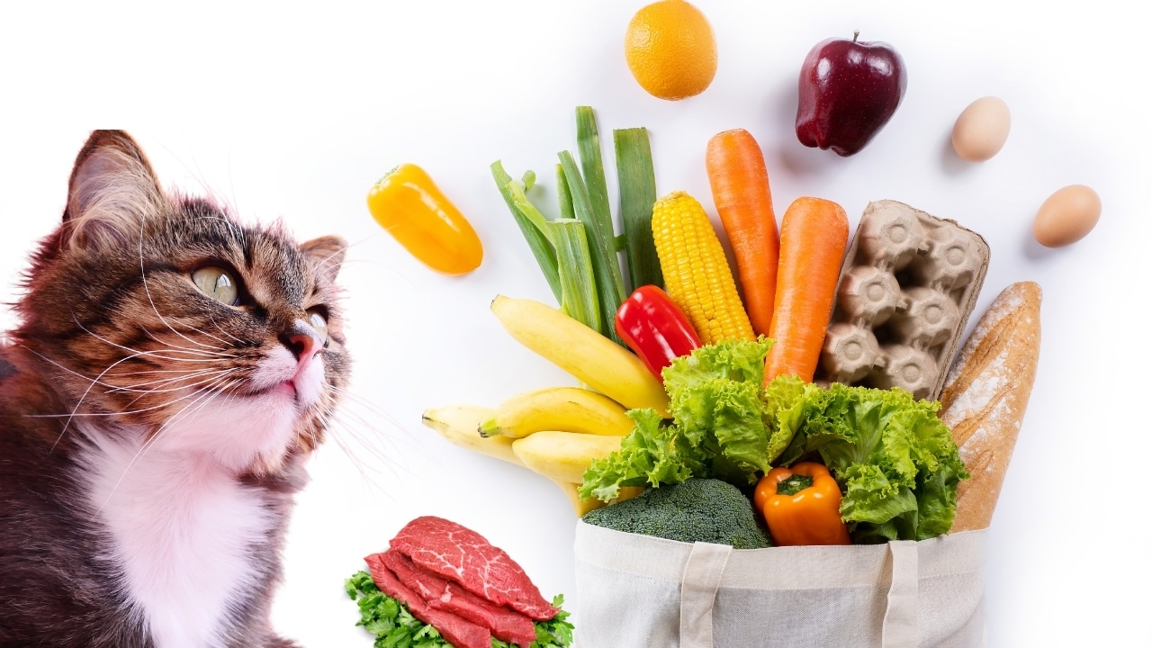 What to Feed Cat When Out of Food? (The 20 Emergency Cat Foods) Foody