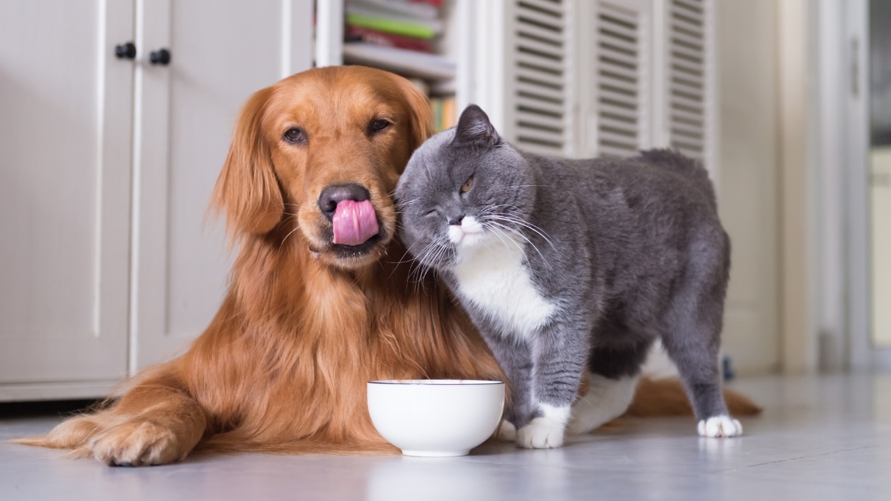 Why Do Dogs Eat Cat Food? (The 9 Reasons) Foody Paws