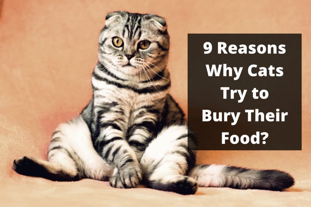 9-reasons-why-cats-try-to-bury-their-food-foody-paws