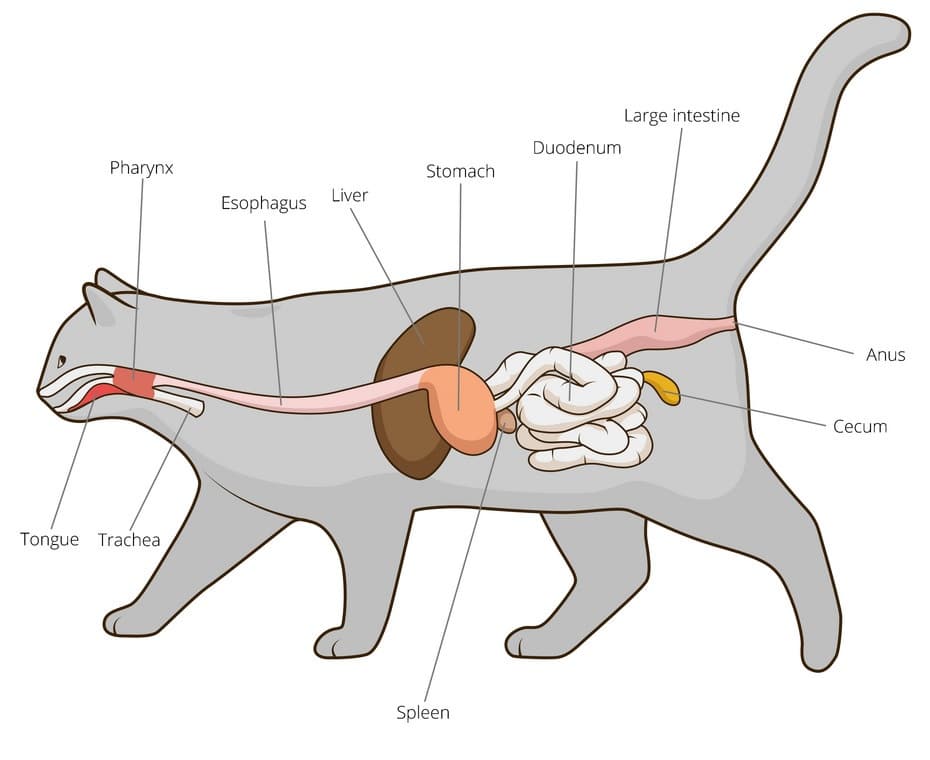 digestive system of a cat