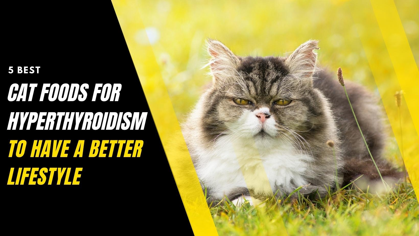 the-5-best-cat-foods-for-hyperthyroidism-to-have-a-better-lifestyle