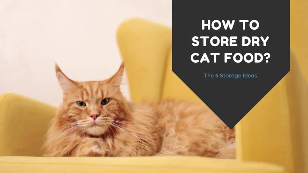 how to store dry cat food