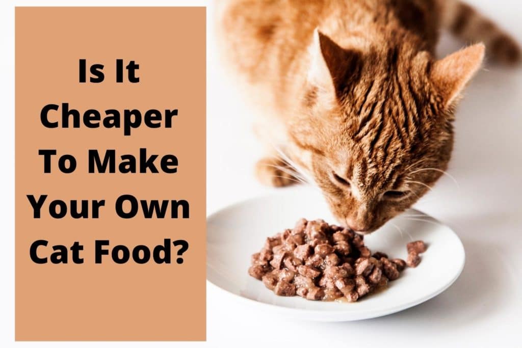 is it cheaper to make your own cat food