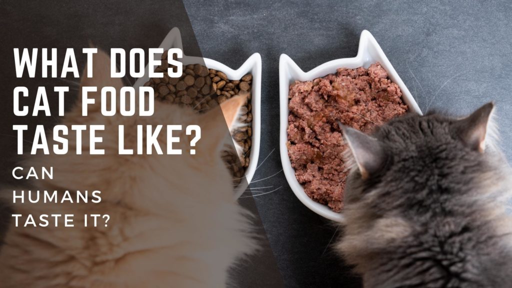what does cat food taste like