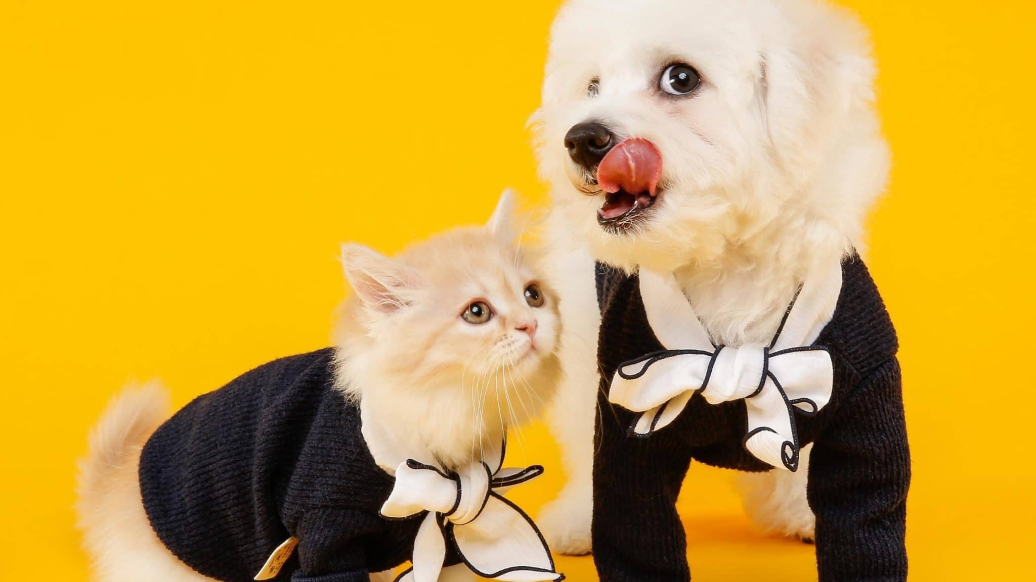 Why is Cat Food Bad for Dogs and How It is Different? Foody Paws