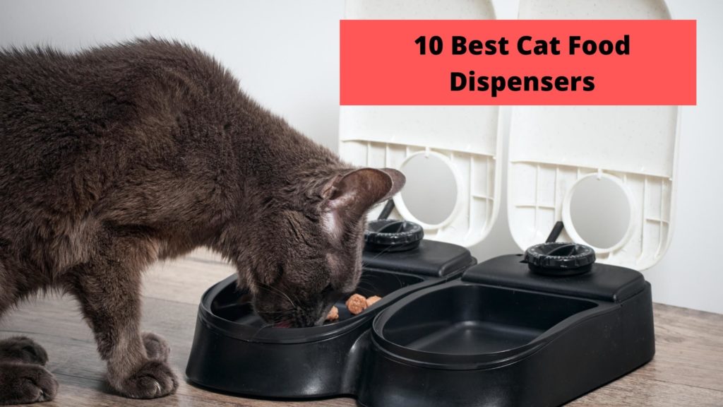 best cat food dispenser