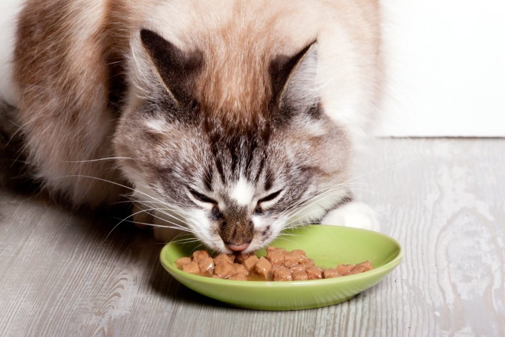 best moist cat food