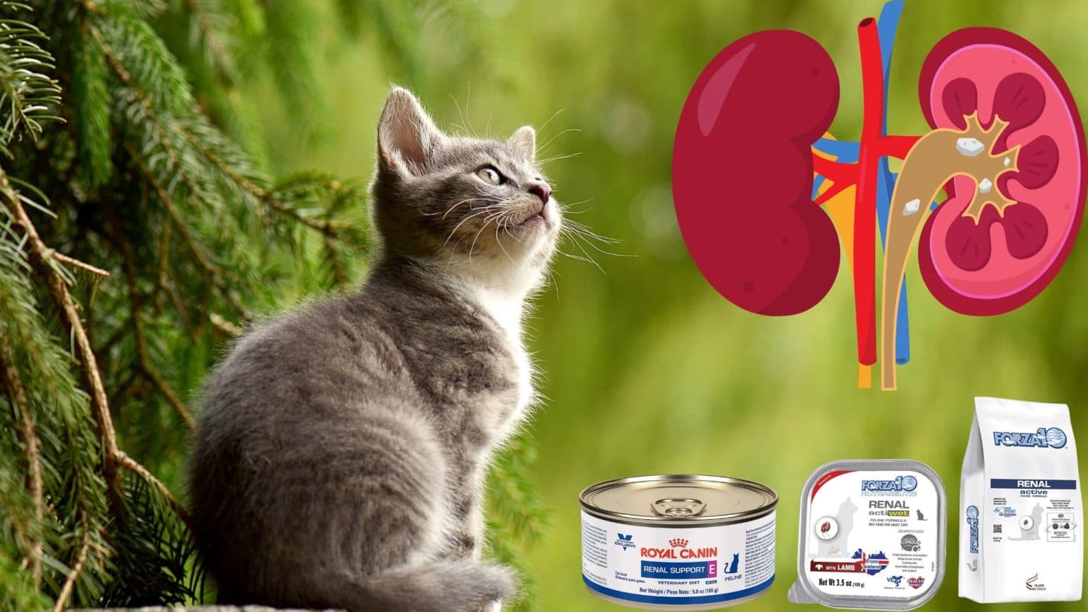 3 Best Non Prescription Cat Foods for Kidney Disease (Wet and Dry) Foody Paws