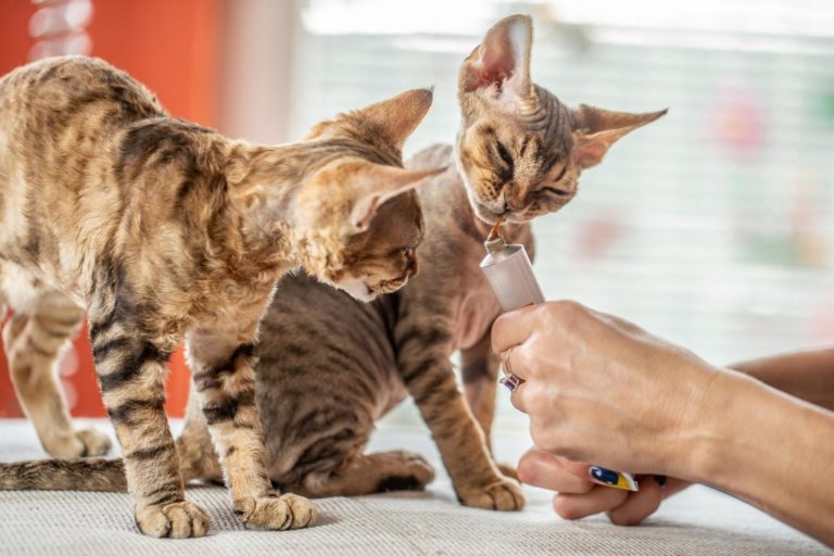 How To Give A Cat Liquid Medicine