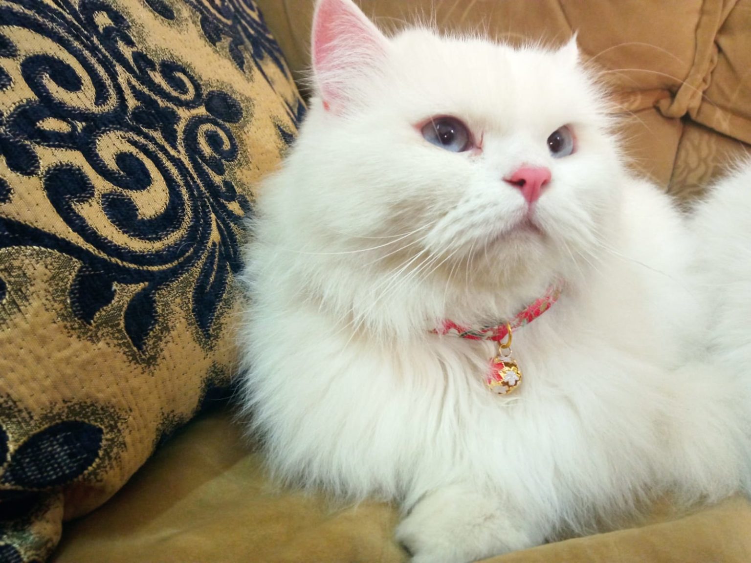 11 Ways to Keep Ants Out of Cat Food Bowl Outside Foody Paws