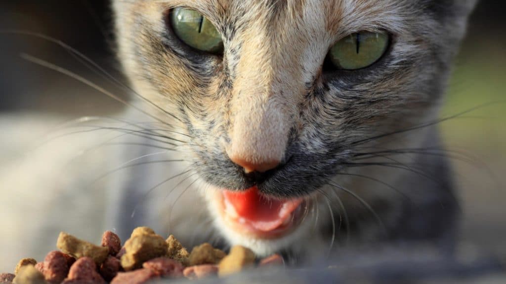 how to minimize a cat's food obsession
