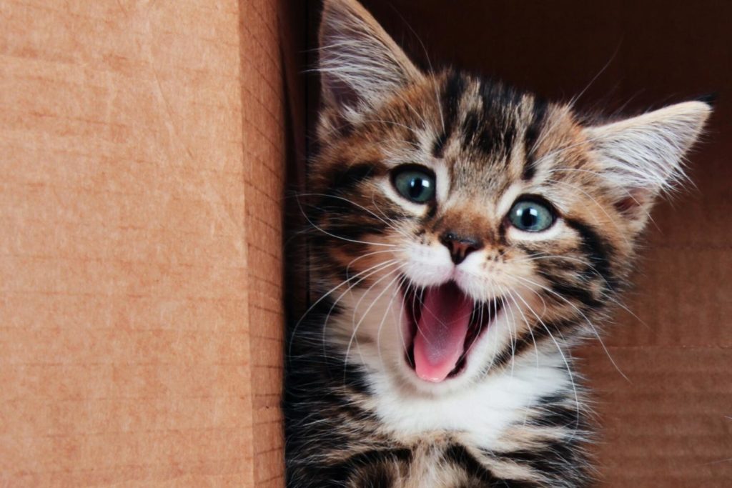 what happens if kitten eats cat food