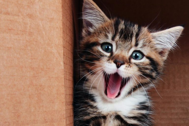 What Happens If Kitten Eats Cat Food And How To Deal It Foody Paws what-happens-if-kitten-eats-cat-food-and-how-to-deal-it-foody-paws