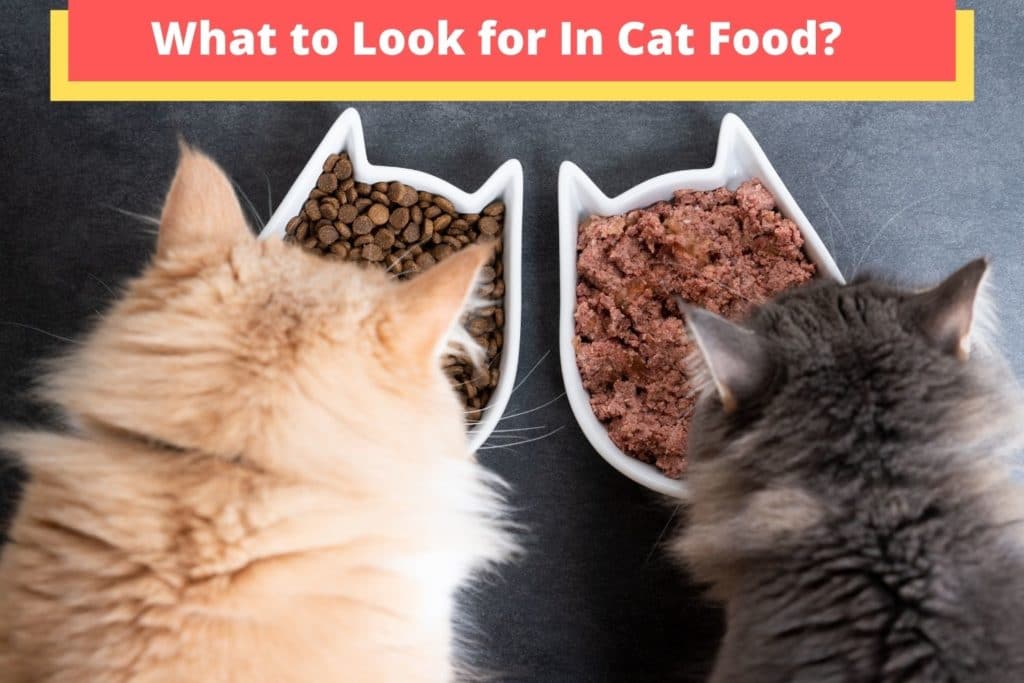 what to look for in cat food