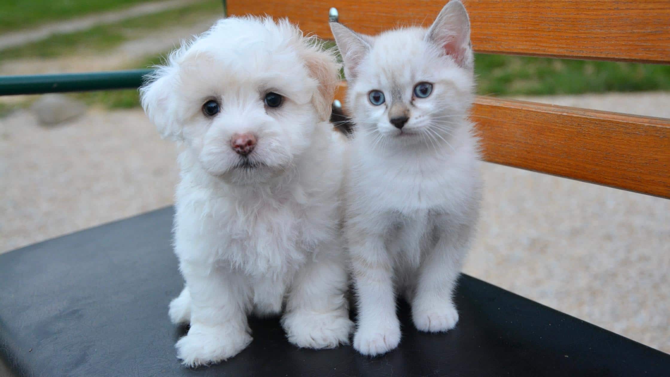 6-reasons-why-cats-like-to-eat-dog-food-foody-paws