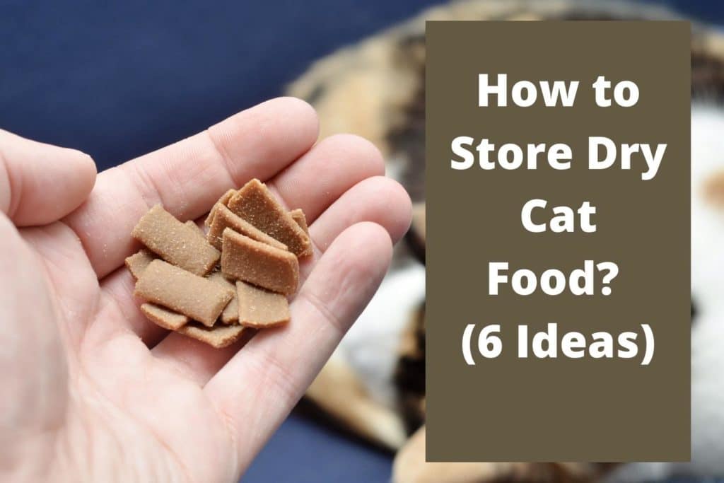 How to Store Dry Cat Food