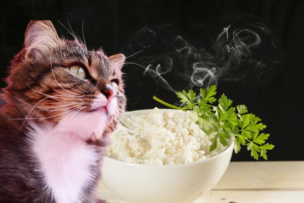 Is rice an acceptable grain in cat food