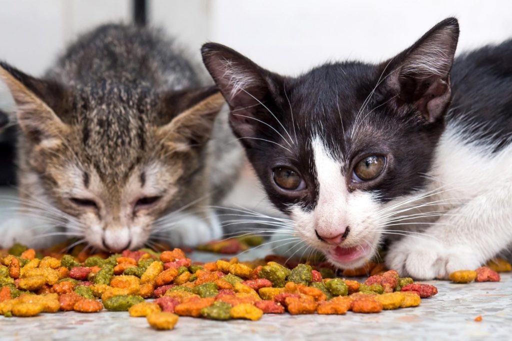 best cat food for kittens