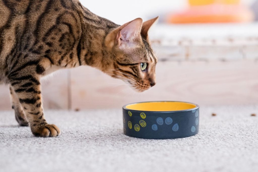 best weight management cat food