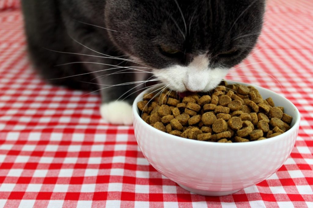 best wet cat food for finicky eaters