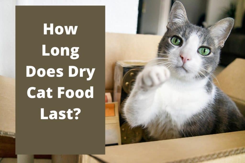 How Long Does Dry Cat Food Last? Foody Paws