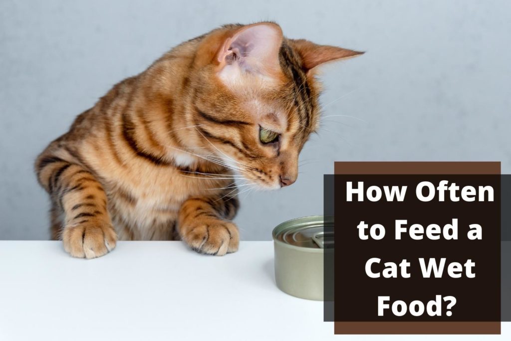 how often to feed cat wet food