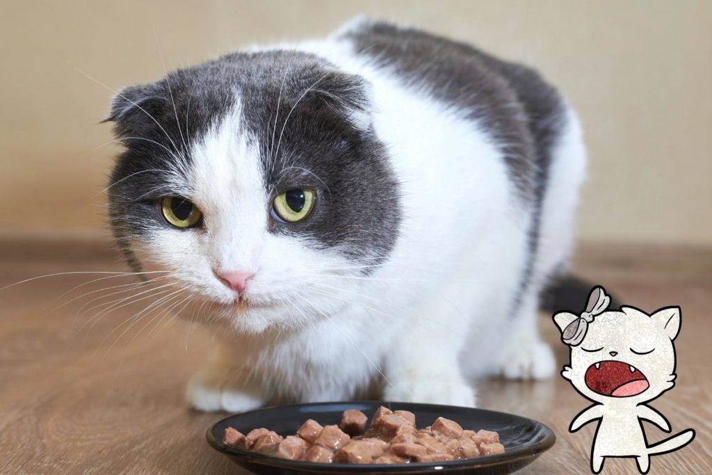 how to get cat to eat wet food