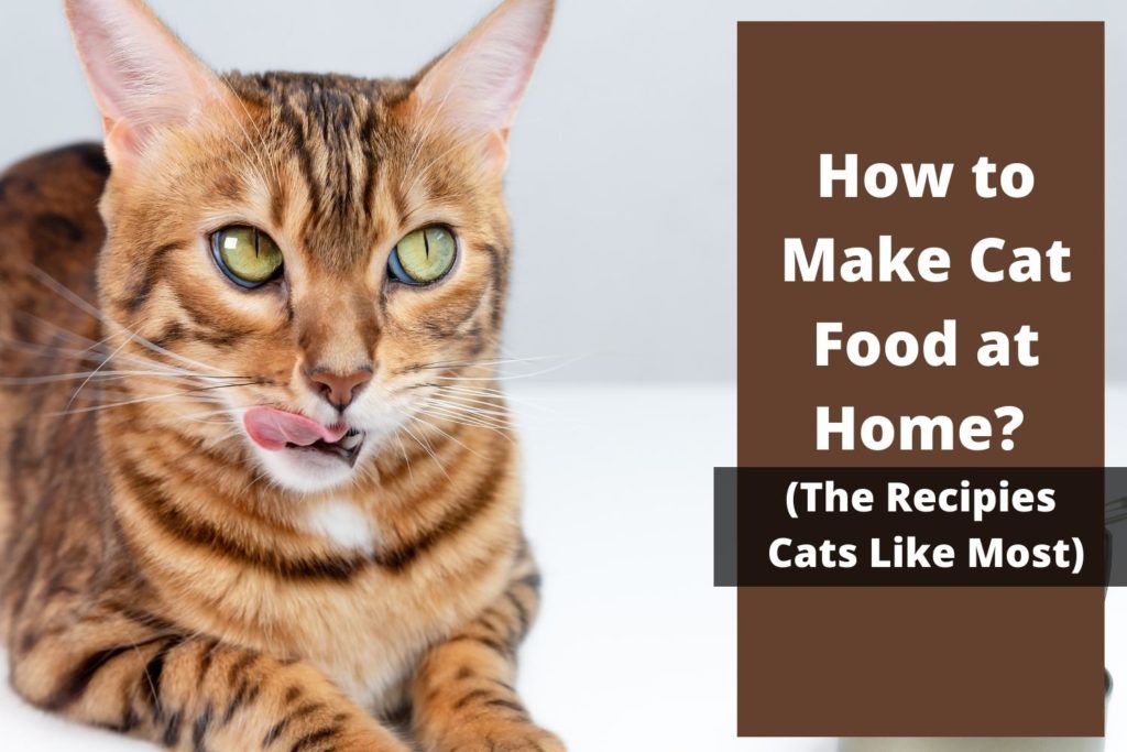 how to make cat food at home