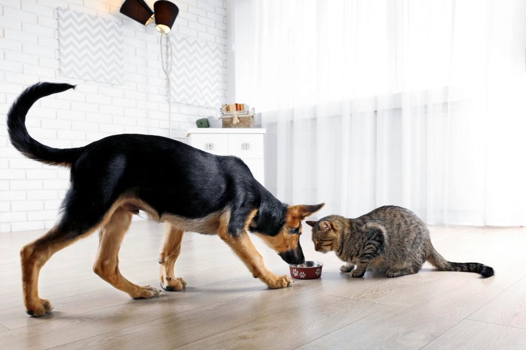 what happens if a dog eats cat food