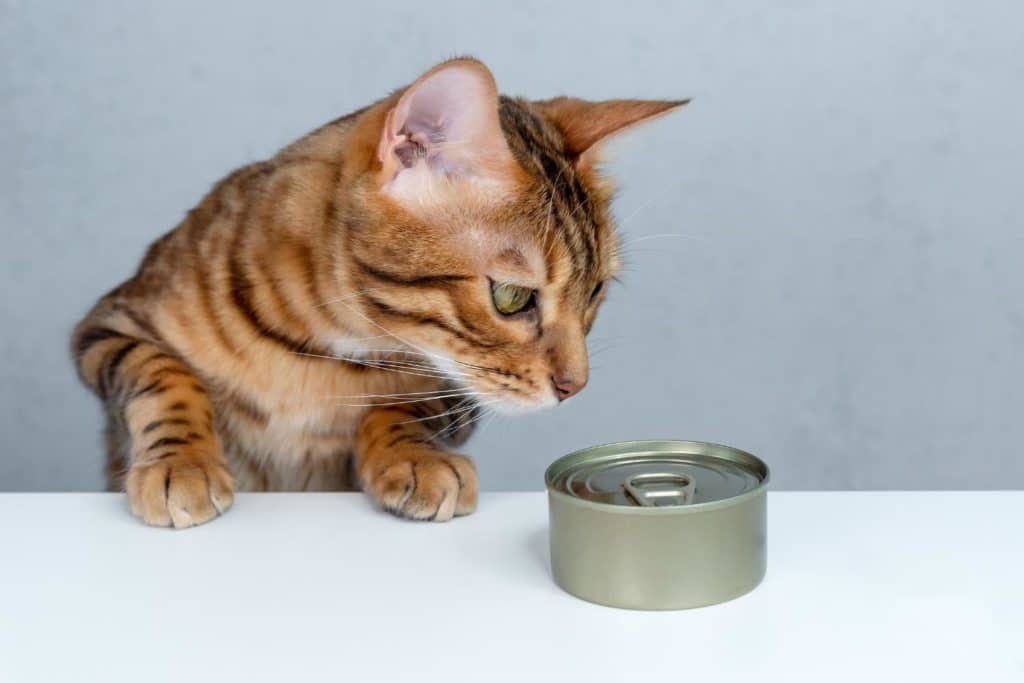 what-is-the-healthiest-wet-cat-food-in-2022-foody-paws