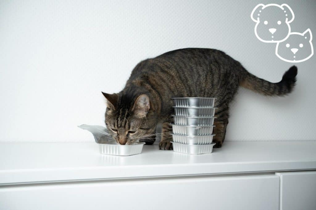 cat food poisoning treatment