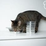 cat food poisoning treatment