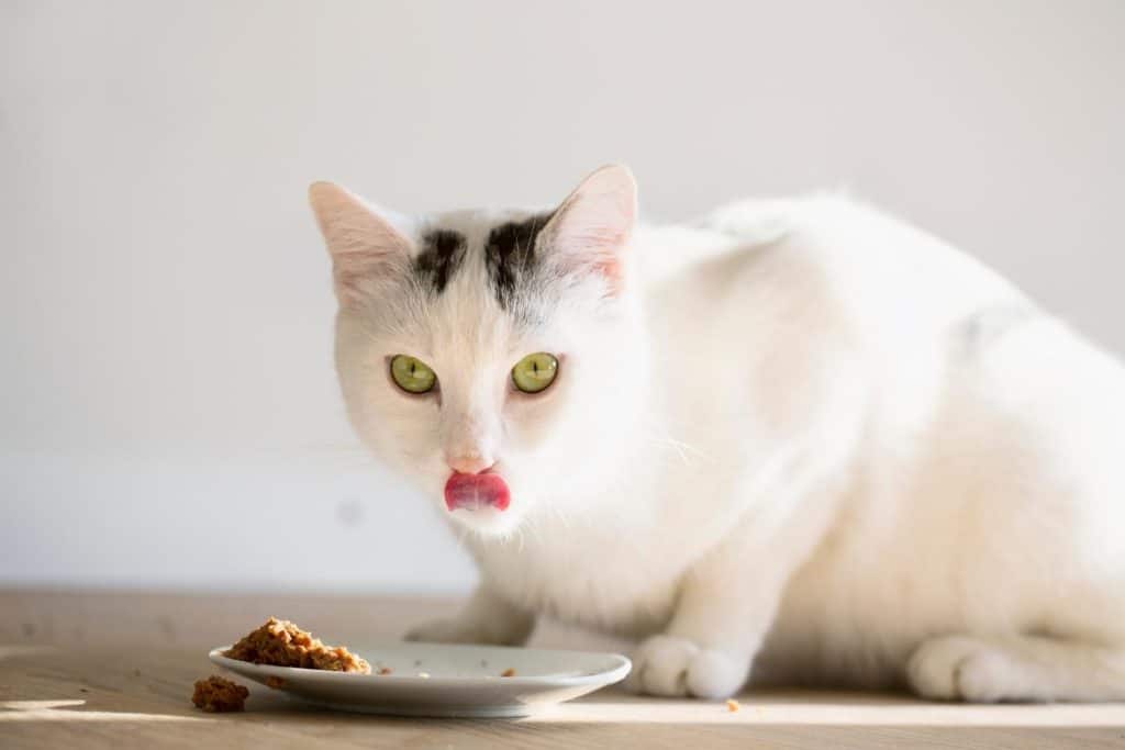 Homemade Cat Food Recipe Vet Approved